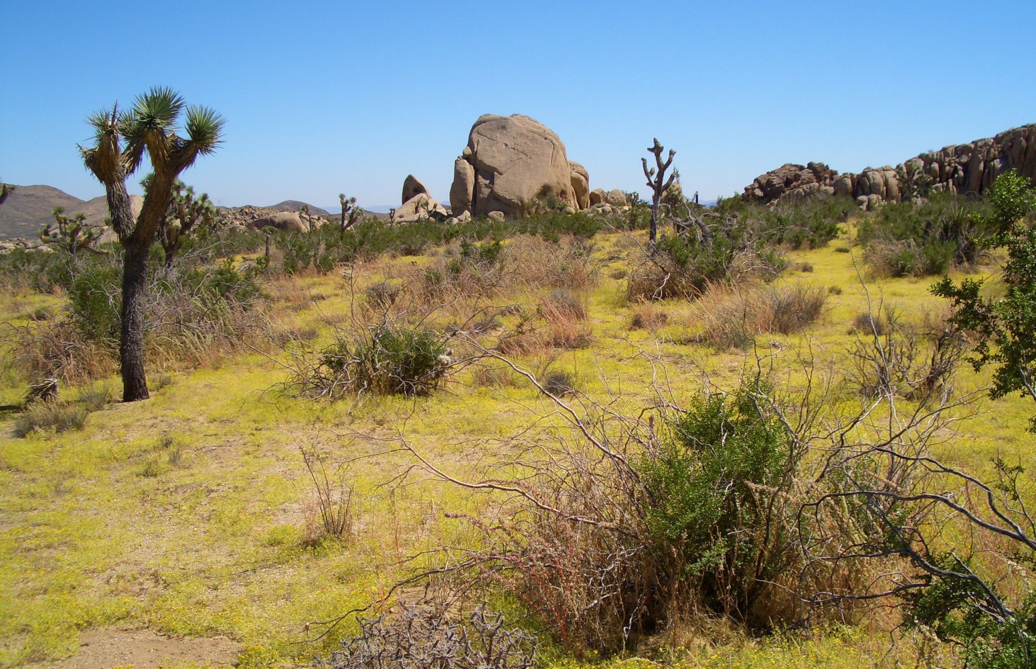 Joshua Tree National Park, California, USA