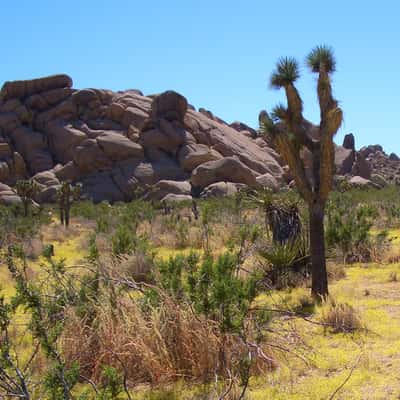 Joshua Tree National Park, California, USA