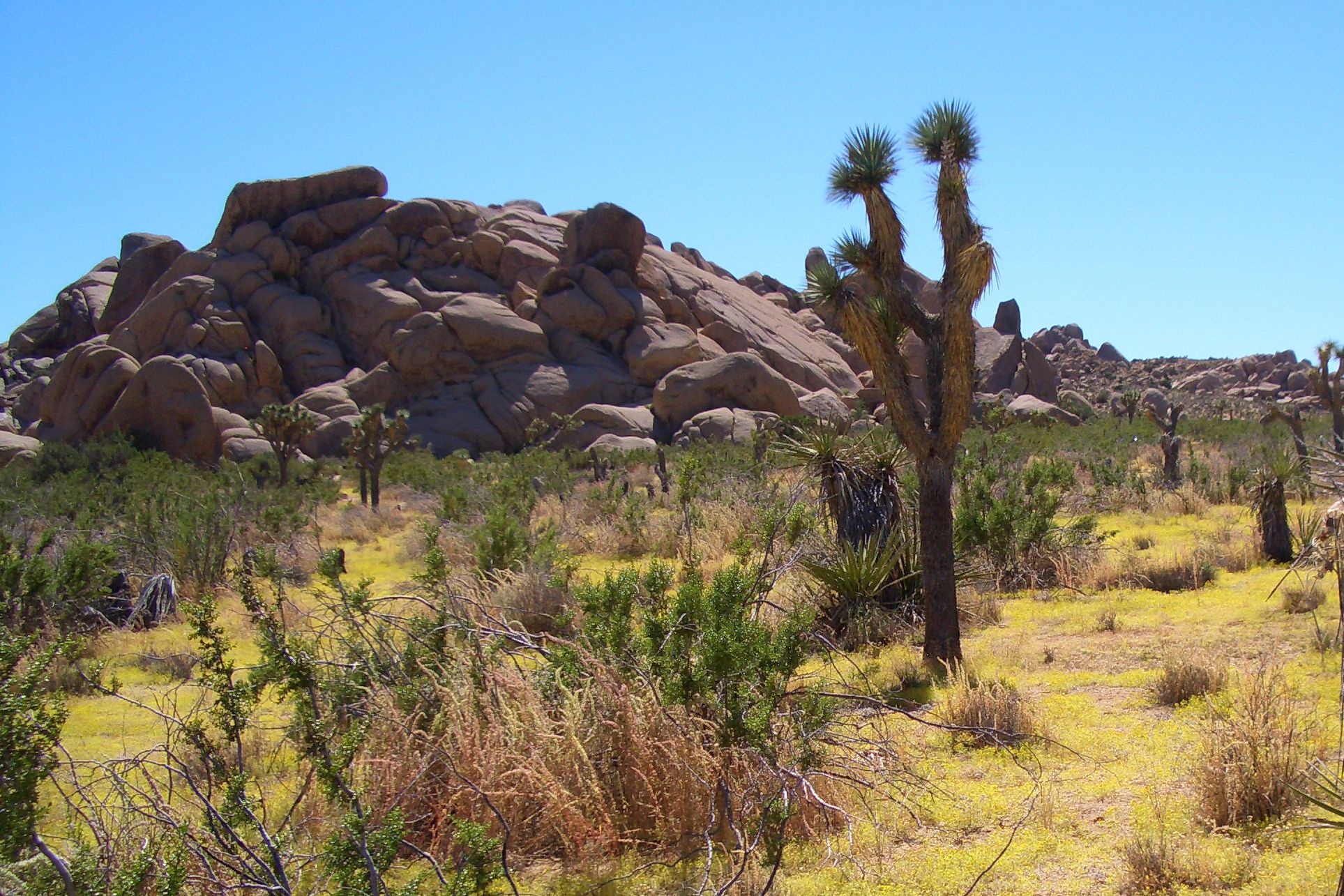 Joshua Tree National Park, California, USA