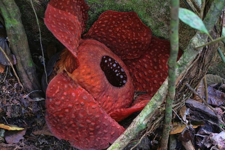 Rafflesia, The World's Largest Bloom