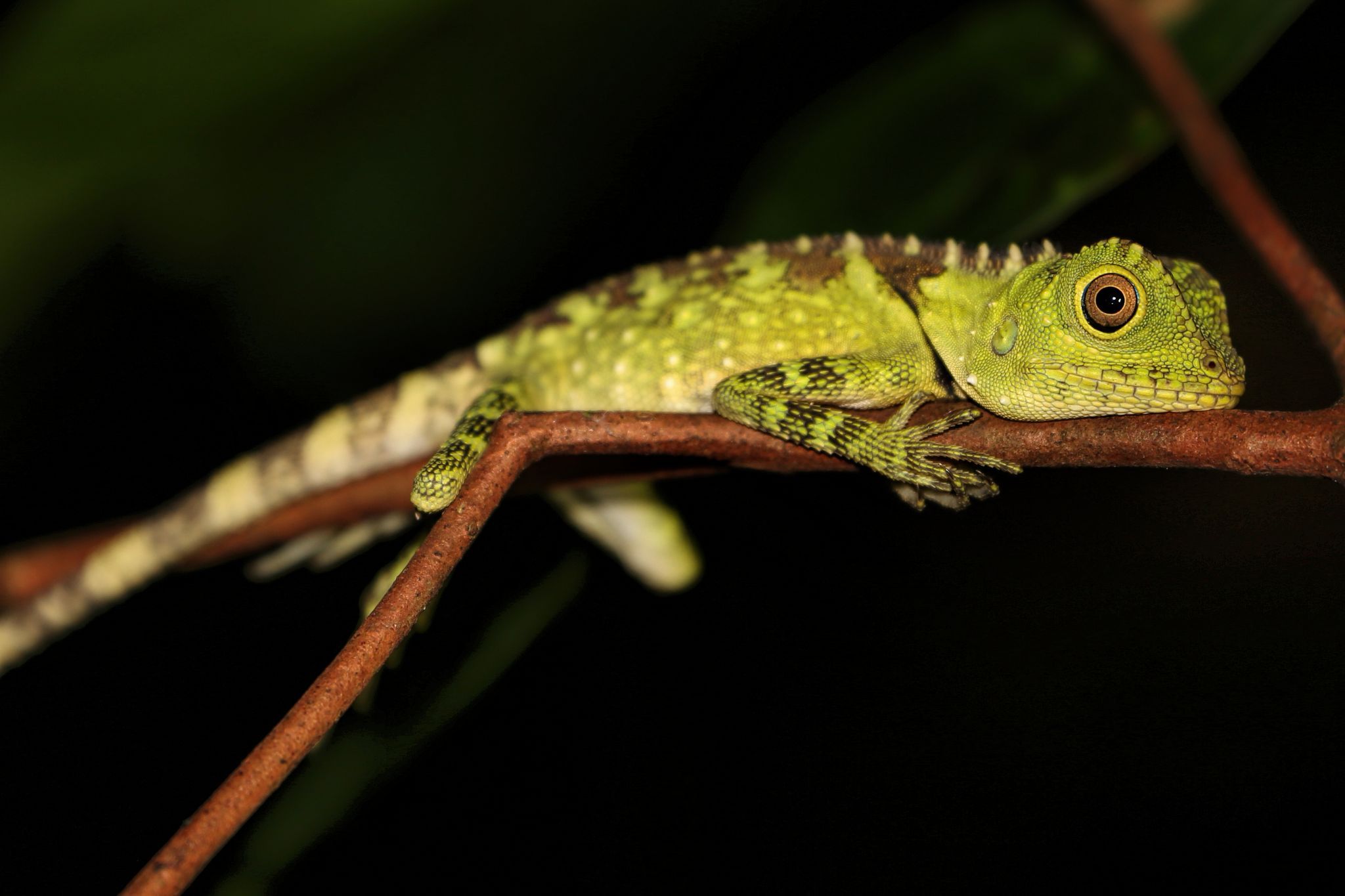 Rainforest, Borneo, Malaysia