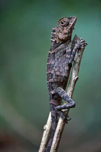 Rainforest, Borneo