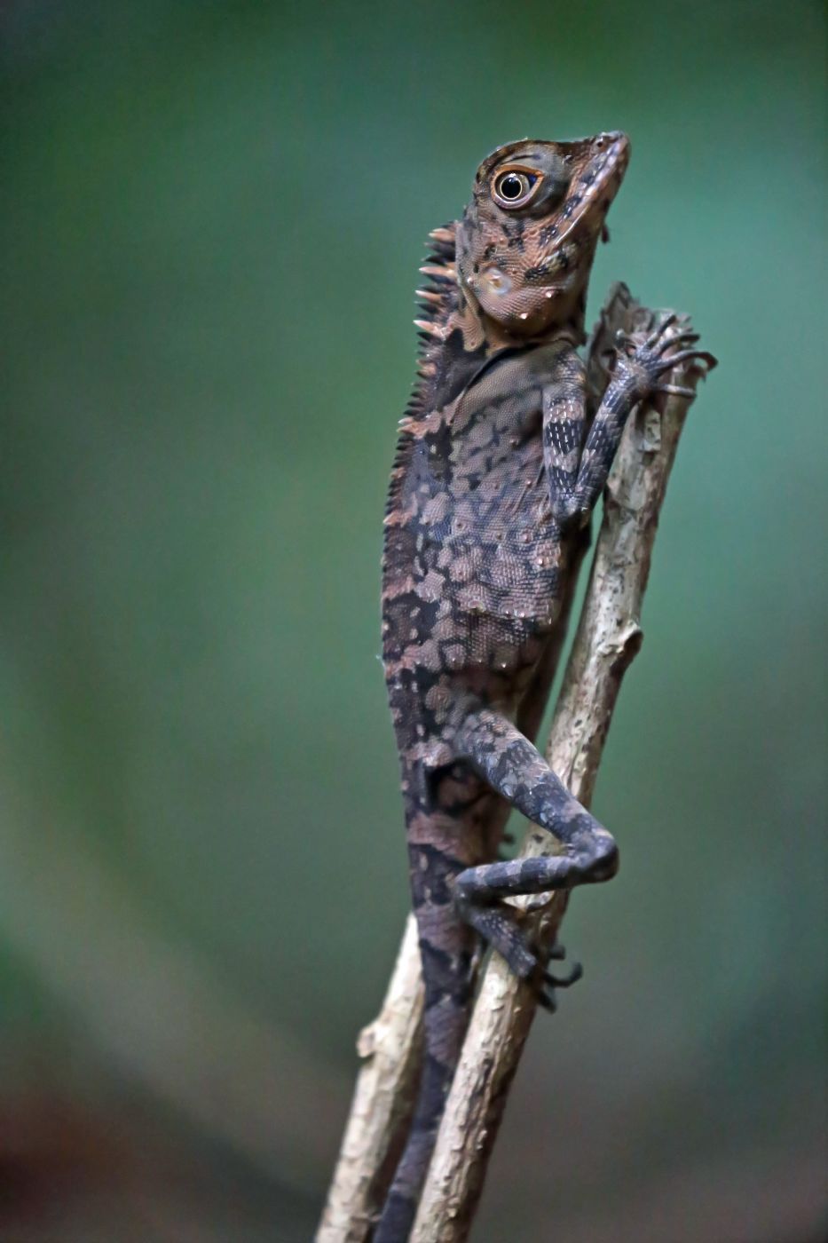 Rainforest, Borneo, Malaysia