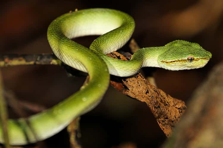 Rainforest, Borneo