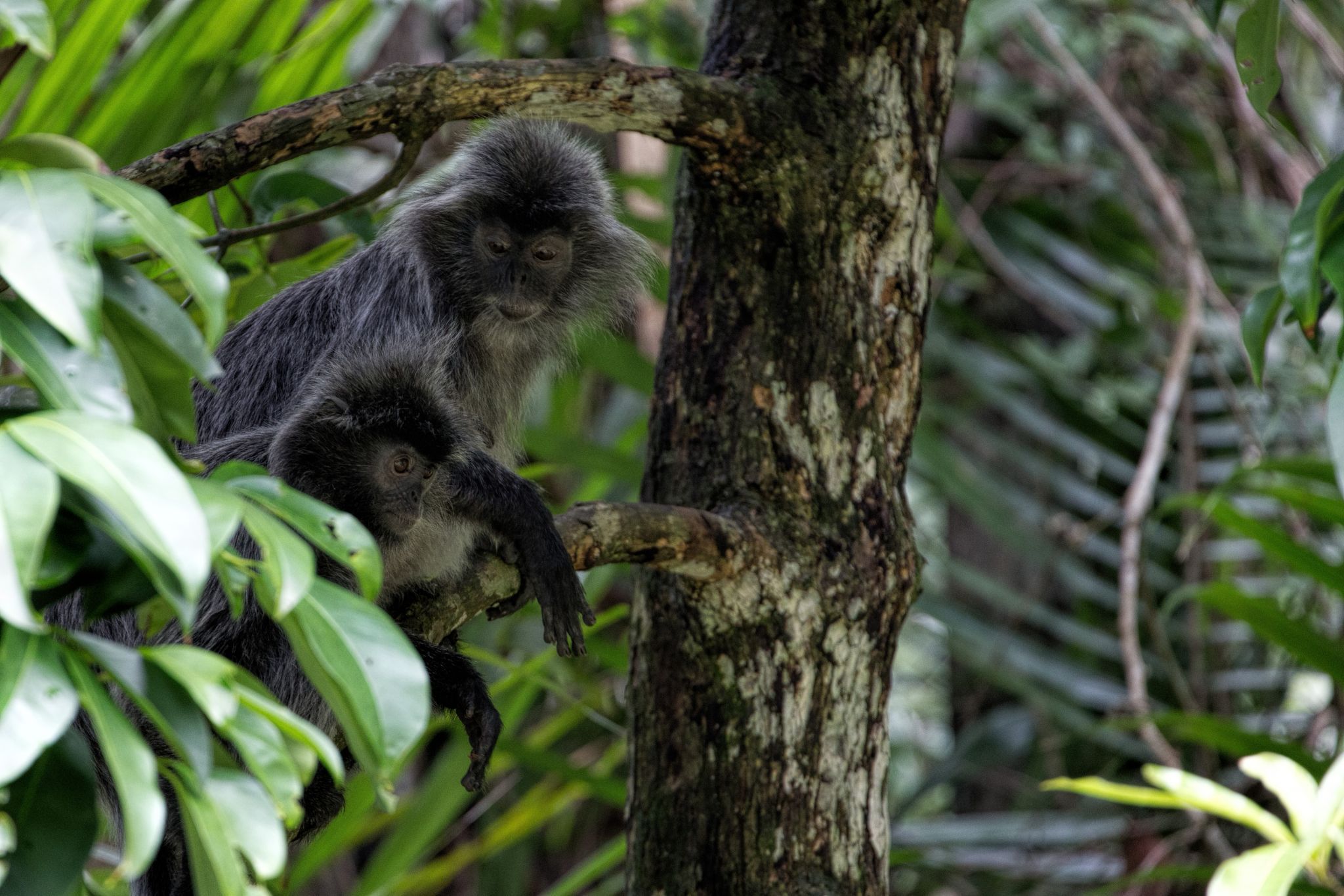 Rainforest, Borneo, Malaysia