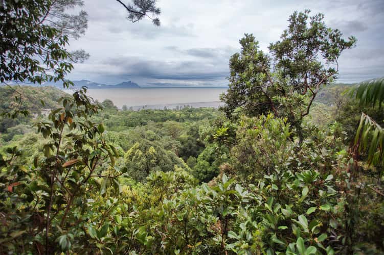 Rainforest, Borneo