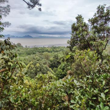 Rainforest, Borneo, Malaysia