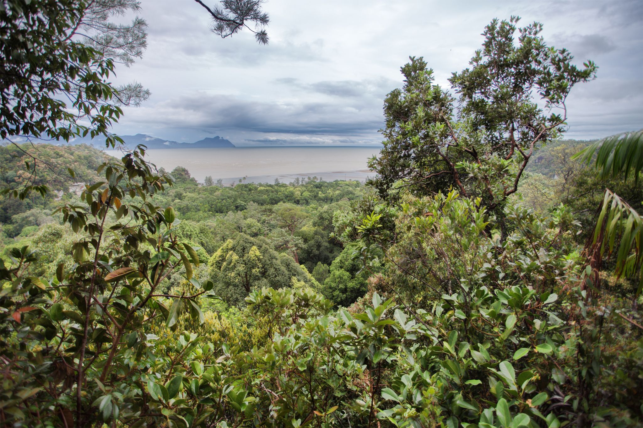 Rainforest, Borneo, Malaysia