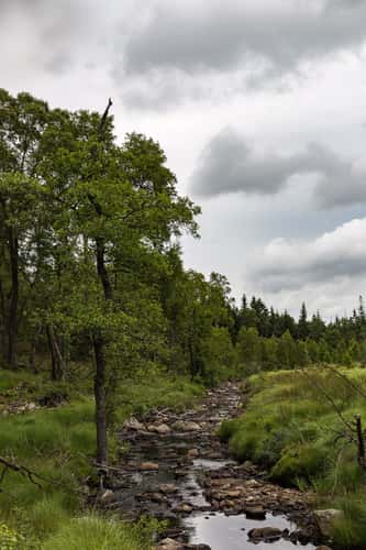 River at Hautes Fagnes