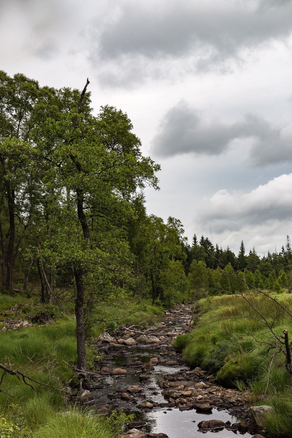 River at Hautes Fagnes, Belgium
