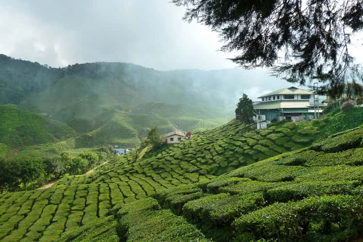 Tea plantations in the Cameron Highlands