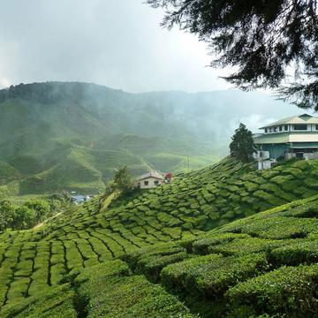Tea plantations in the Cameron Highlands, Malaysia