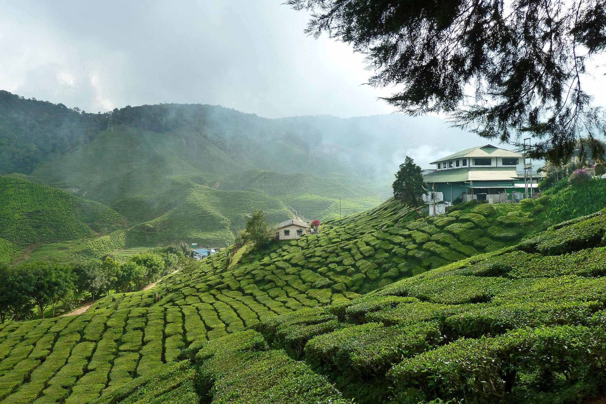 Tea plantations in the Cameron Highlands, Malaysia