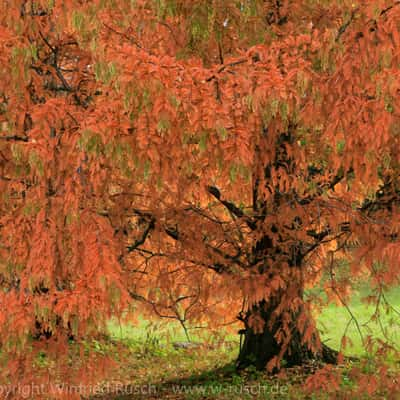 Botanischer Garten, Germany