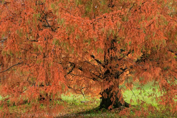Botanischer Garten