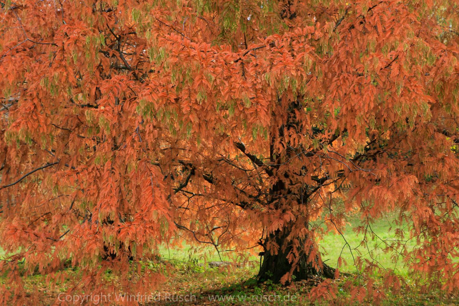 Botanischer Garten, Germany