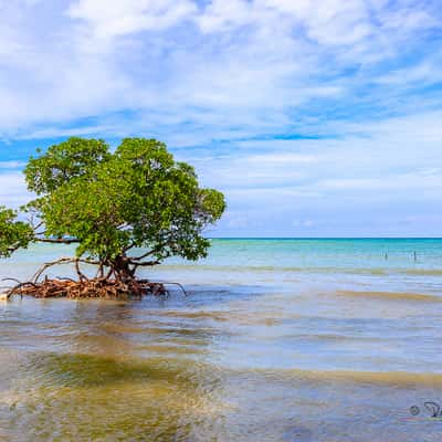 Carribean dream, Cuba