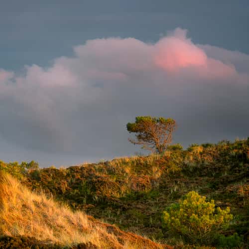 De Schoorlse Duinen