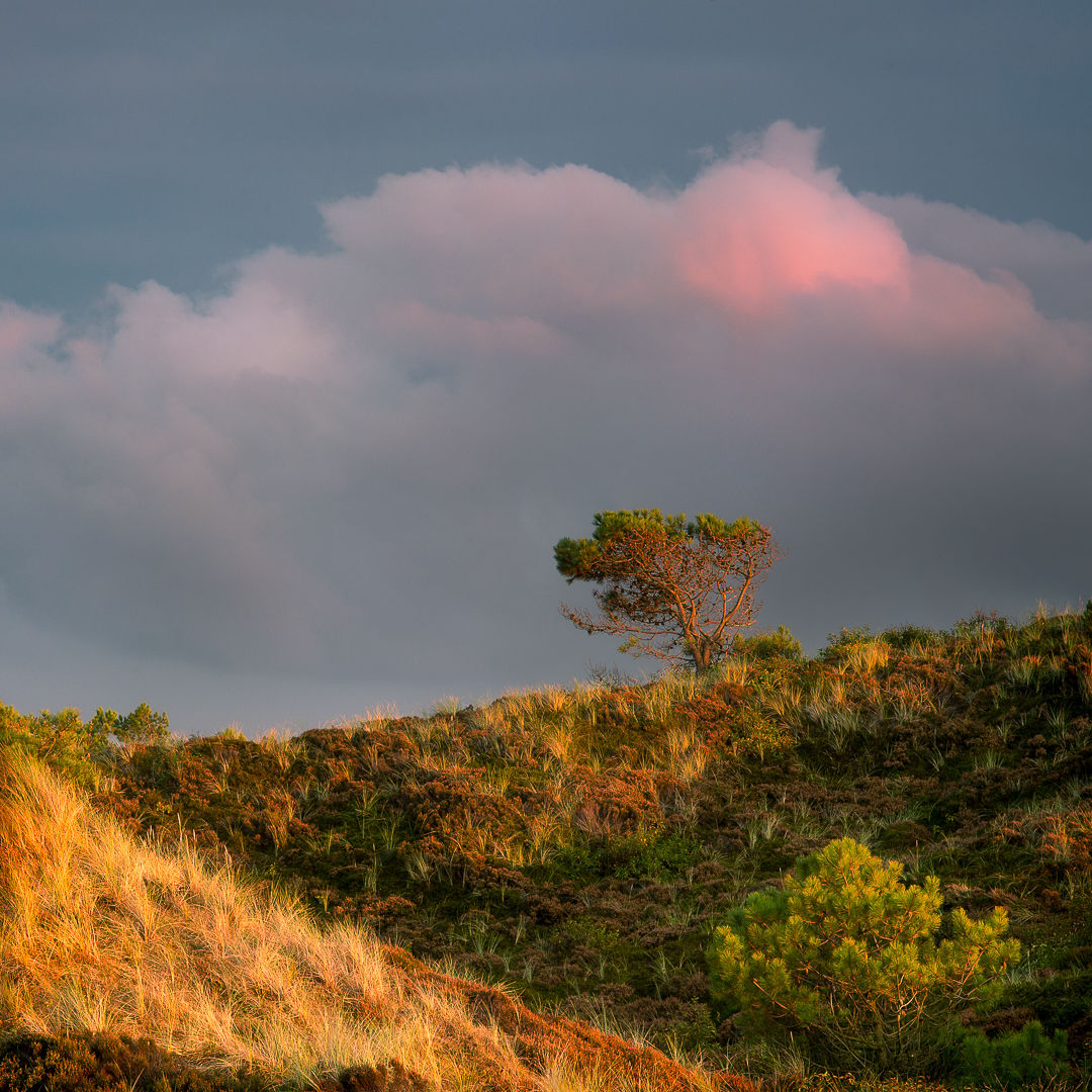 De Schoorlse Duinen, Netherlands