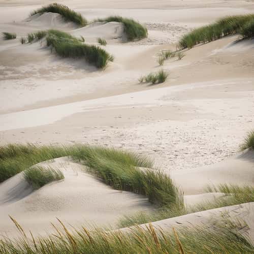 De Schoorlse Duinen