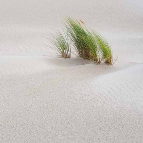 De Schoorlse Duinen