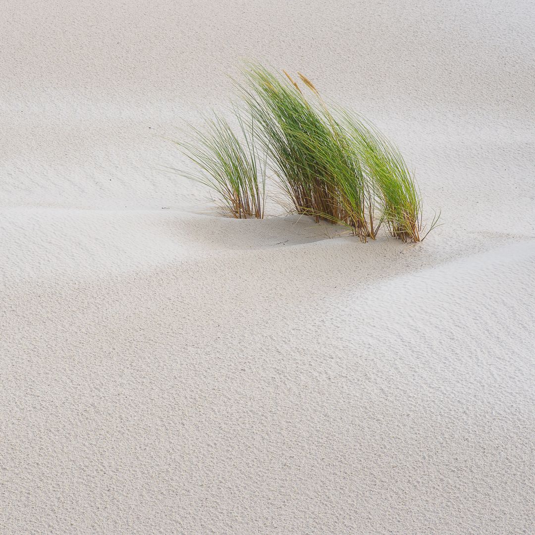 De Schoorlse Duinen, Netherlands