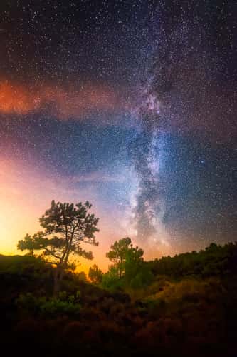 De Schoorlse Duinen