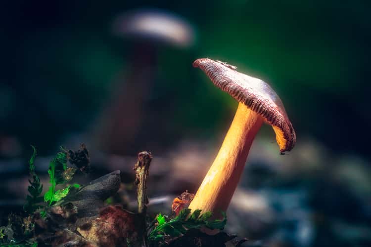 Donkere Duinen