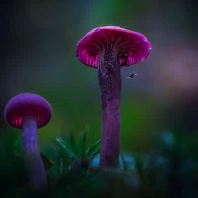 Donkere Duinen, Netherlands