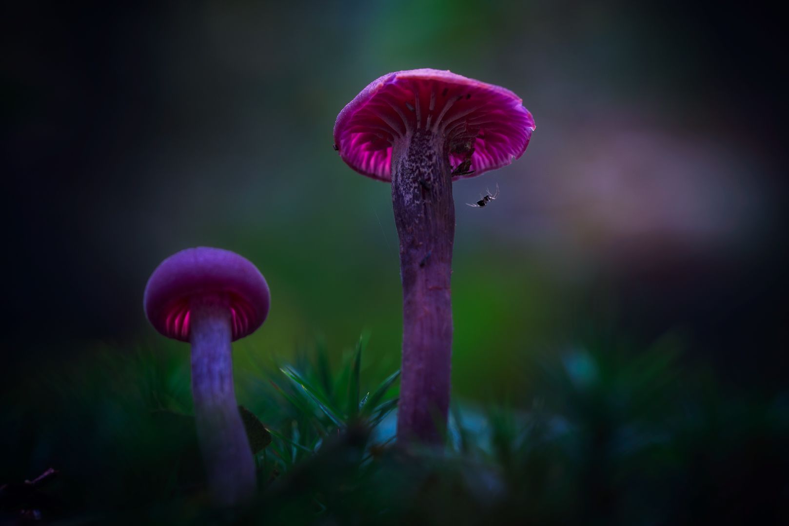 Donkere Duinen, Netherlands