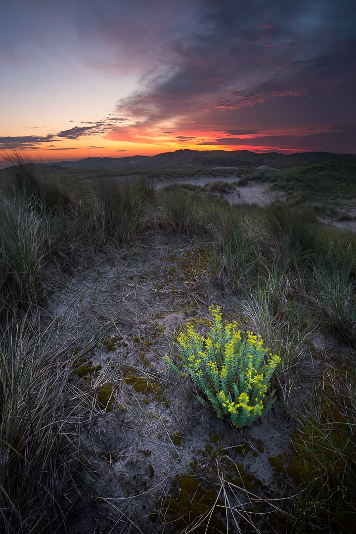 'Duinen van Den Helder', Netherlands