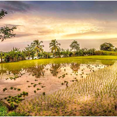 Harvest Gold, India