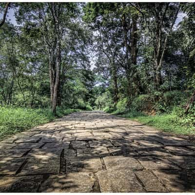 Into Woods I Walk, India