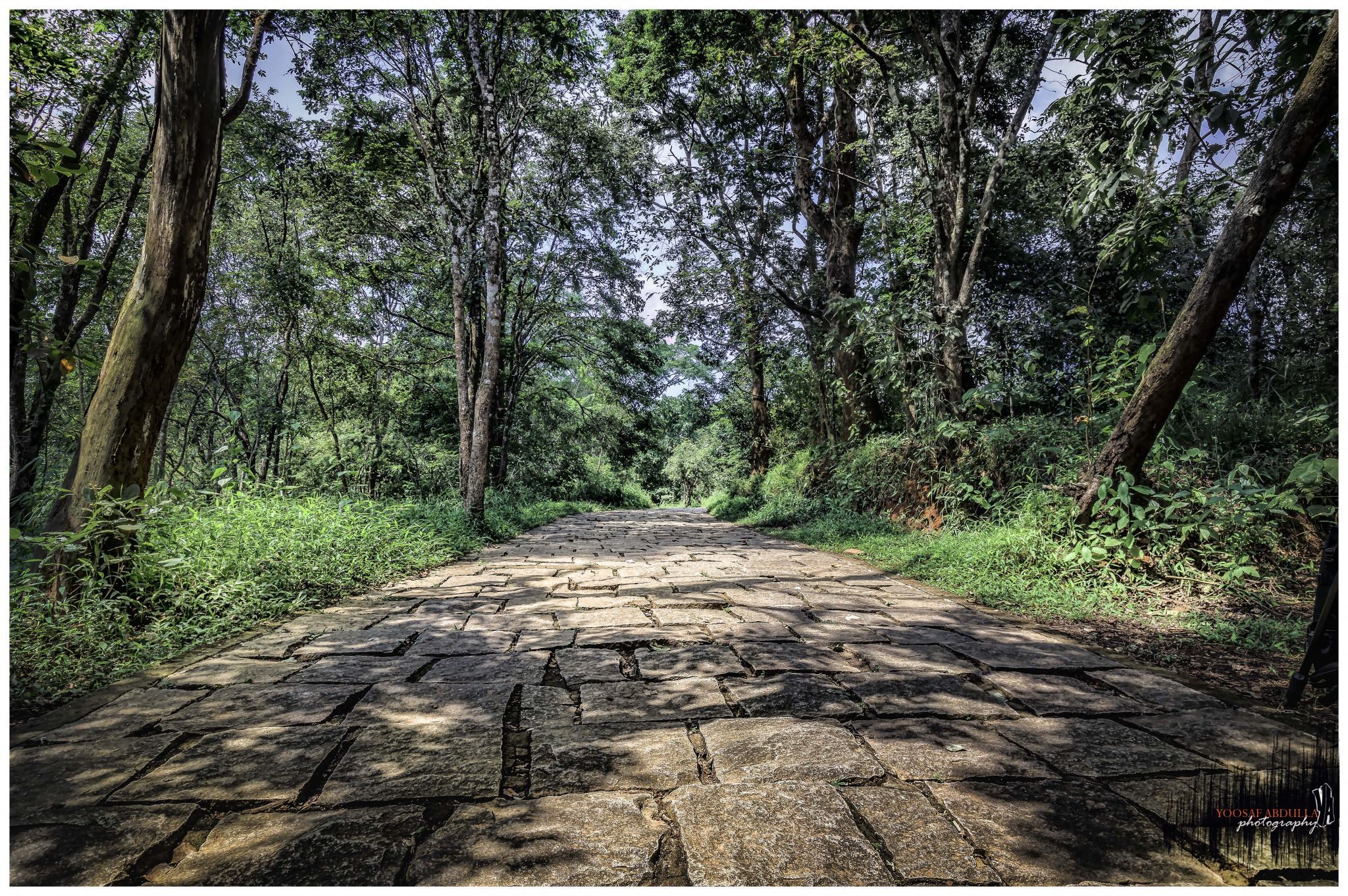 Into Woods I Walk, India