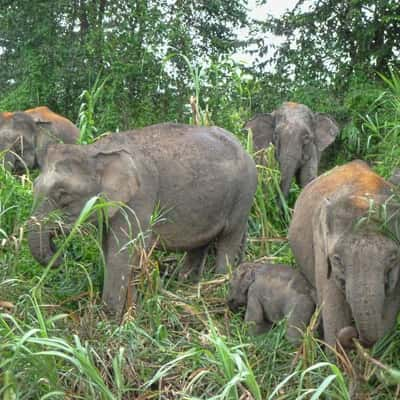 Kinabatangan Wildlife Sactuary, Malaysia