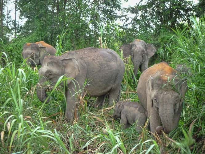 Kinabatangan Wildlife Sactuary
