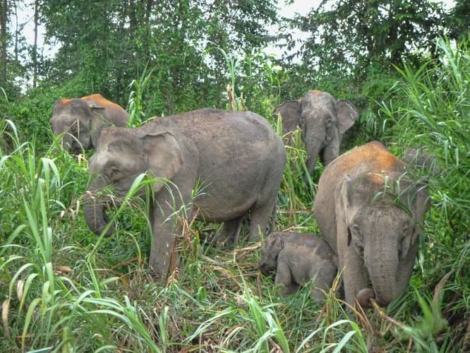 Kinabatangan Wildlife Sactuary