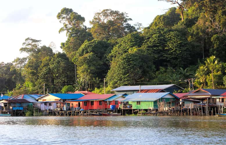 Mangrove forest, Borneo