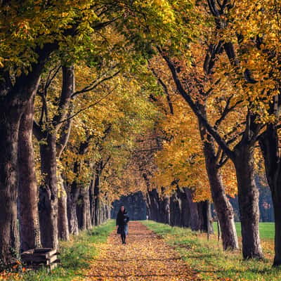 Tree alley near Bruchhausen, Siebengebirge, Germany