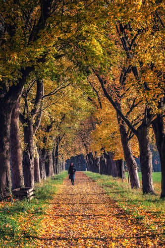 Tree alley near Bruchhausen, Siebengebirge