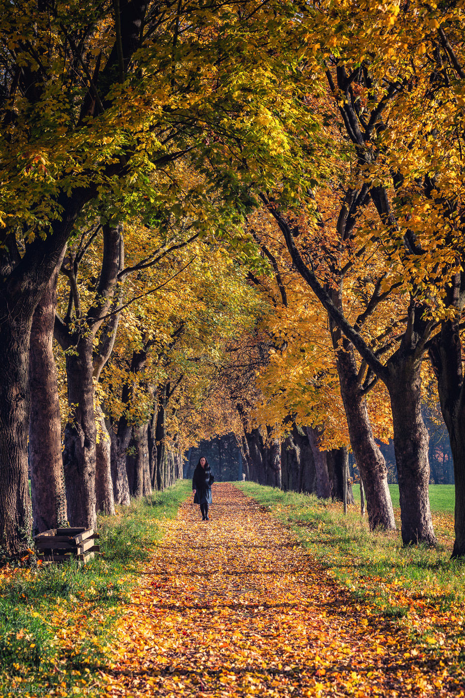 Tree alley near Bruchhausen, Siebengebirge, Germany