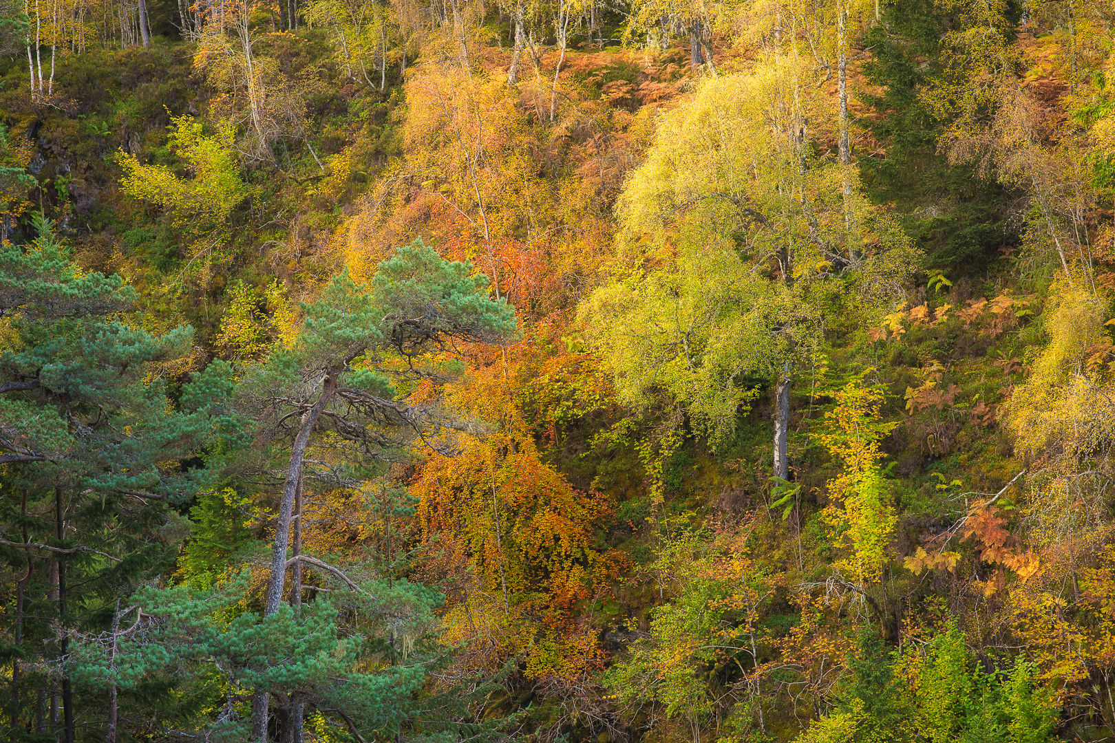 (Upper) Plodda Falls, United Kingdom