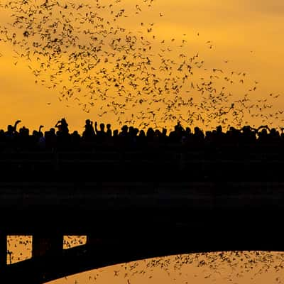 Congress Bridge, USA