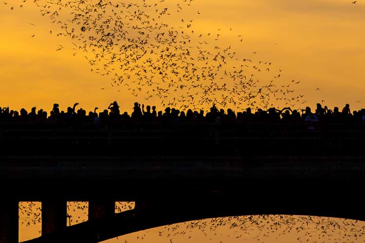 Congress Bridge