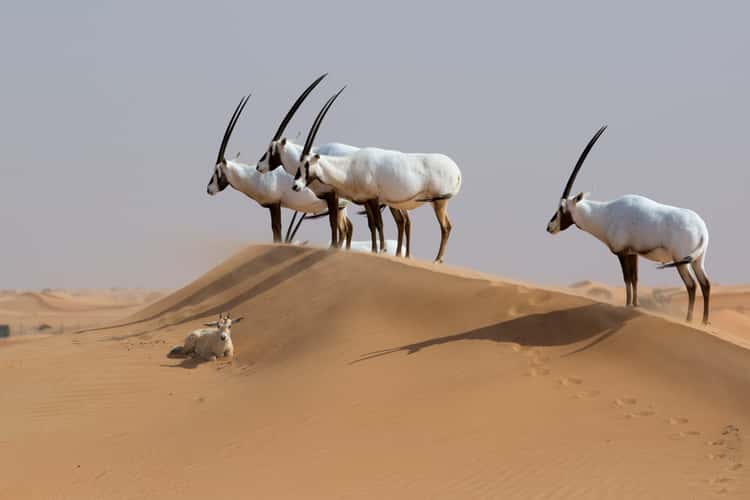 Dubai Desert Conservation Reserve