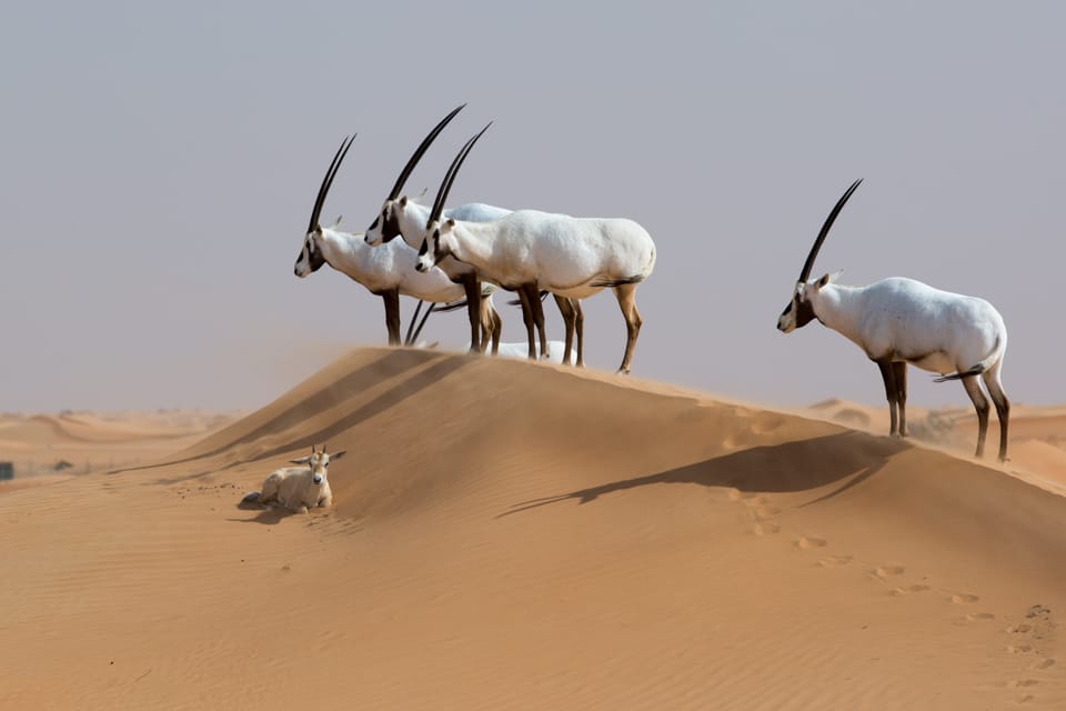 Dubai Desert Conservation Reserve, United Arab Emirates
