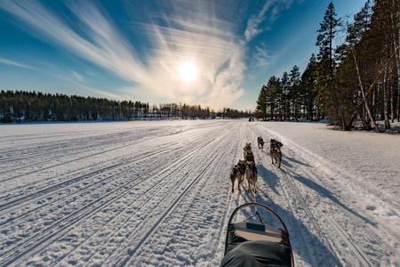 Final sprint, Husky-Safari near Kuusamo