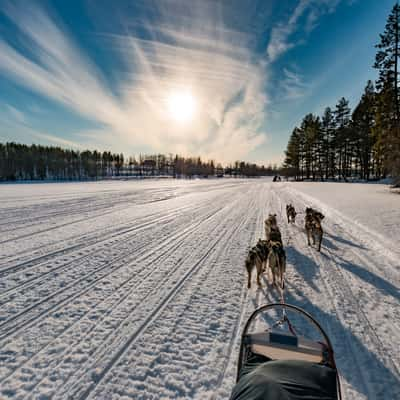 Final sprint, Husky-Safari near Kuusamo, Finland