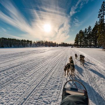 Final sprint, Husky-Safari near Kuusamo, Finland