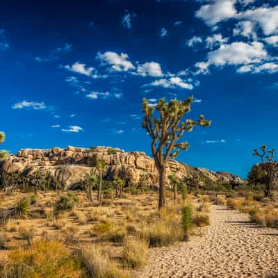 Joshua Tree National Park, USA